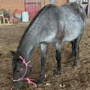 Meet your Posher, Rodeo